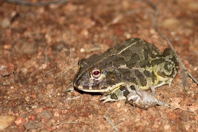 Close-up of lizard on land