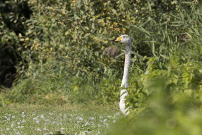 Bird on a field