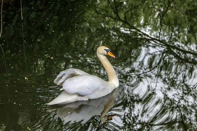 Swan swimming in lake