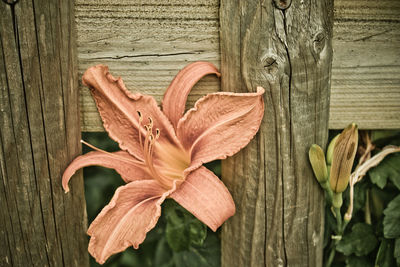 Close-up of flower on wood