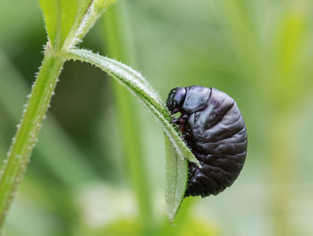 Close-up of insect on leaf