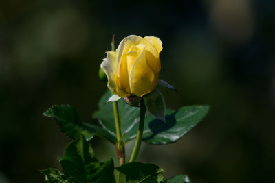 Close-up of yellow rose