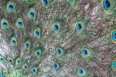 Full frame shot of peacock feathers