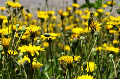 Close-up of yellow flowering plants on field