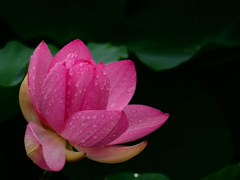 Close-up of pink lotus water lily