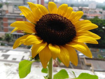 Close-up of sunflower