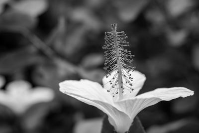 Close-up of flowering plant