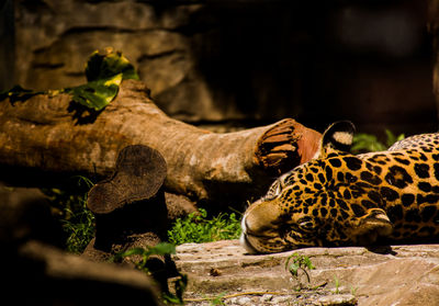 Giraffe in a forest