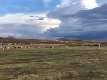 Scenic view of field against sky