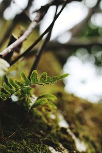 Close-up of fresh green plant