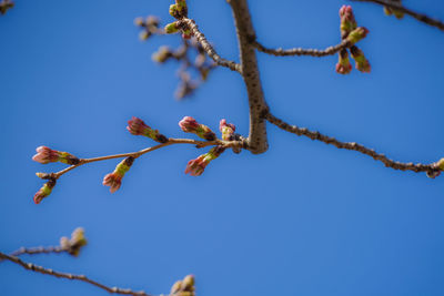 Low angle view of flowering plant against clear blue sky