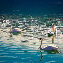 Swans swimming in lake