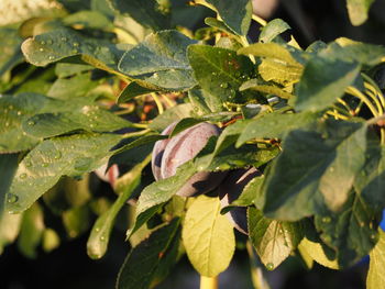 Close-up of leaves