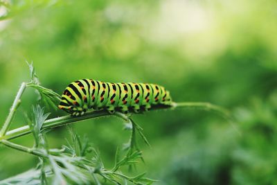 Close-up of caterpillar crawling on stem