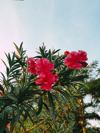 Close-up of pink flowering plants against sky