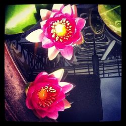 Close-up of pink flower