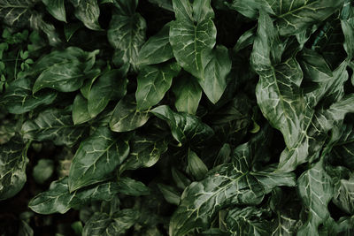 Full frame shot of fresh green leaves