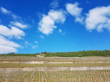 Scenic view of agricultural field against blue sky