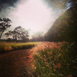 Scenic view of grassy field against sky