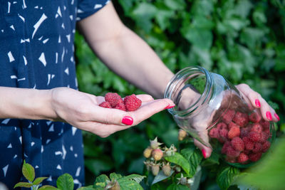Yung woman picks ripe raspberries in a basket, summer harvest of berries