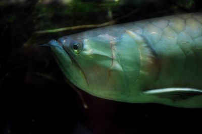 Close-up of fish swimming in sea