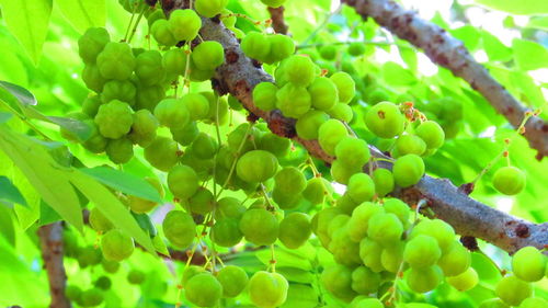 Close-up of grapes growing on tree