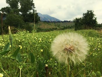 Close-up of flower growing on field against sky