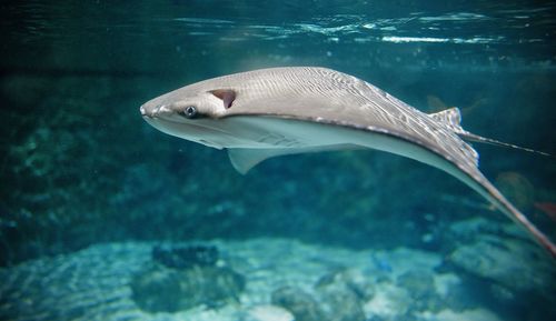 Close-up of fish swimming in sea