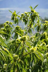 Close-up of fresh green plant against sky