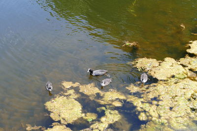 High angle view of ducks swimming in lake