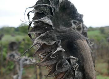 Low angle view of monkey on tree