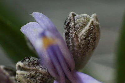 Close-up of purple flowering plant