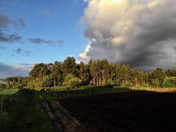 Scenic view of field against sky