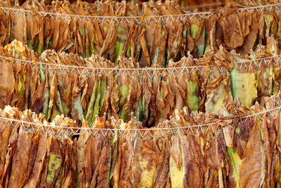 Close-up of drying outdoors