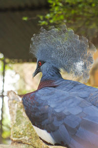 Close-up of bird