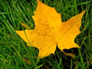 Close-up of leaves on field