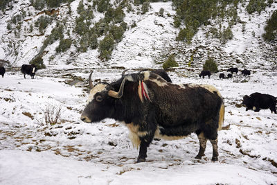 Large yak standing in the snow covered field in the mountains, sakteng, bhutan