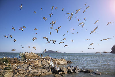 Flock of seagulls flying over sea