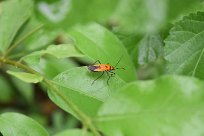 Close-up of insect on leaf