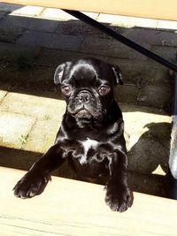 High angle portrait of puppy sitting outdoors