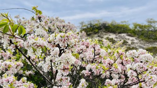 Beach plum blossoms at the cape cod national seashore