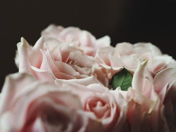 Close-up of rose bouquet against black background