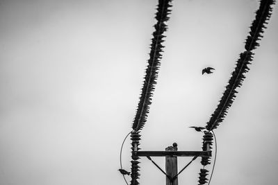 Low angle view of bird against clear sky