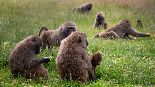 Baboons feeding on the grass