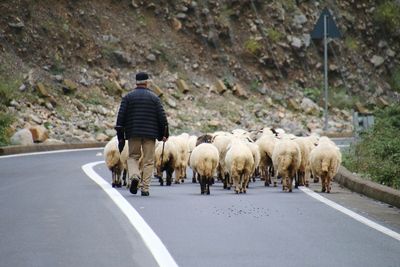 Rear view of shepherd walking on road with sheeps