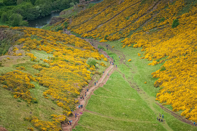 Path full of walkers in the middle of an expanse of flowers of ulex europaeus, holyrood park