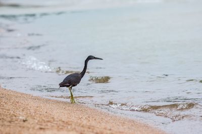 Bird on beach