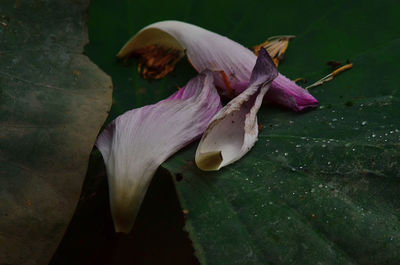 Close-up of purple lily flowers