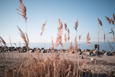 Panoramic shot of stalks in field against clear sky