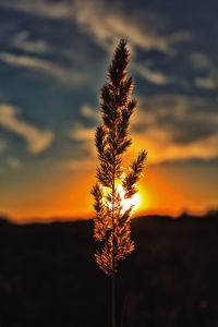 Close-up of wheat growing on field against sky at sunset